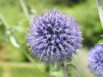 Close-up of purple flowering plant