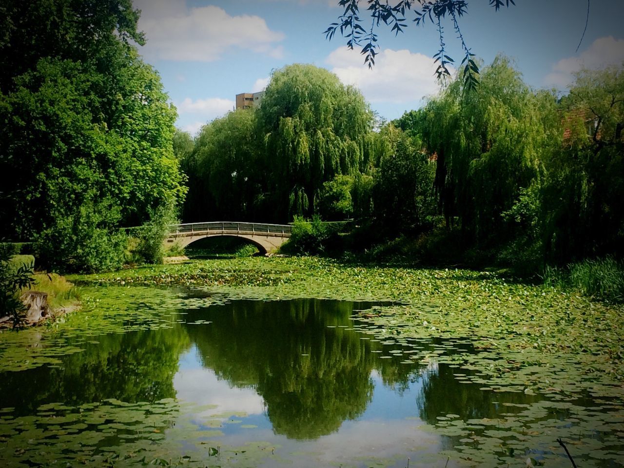 water, tree, reflection, tranquility, tranquil scene, lake, green color, waterfront, pond, growth, sky, nature, scenics, beauty in nature, river, plant, standing water, idyllic, day, outdoors