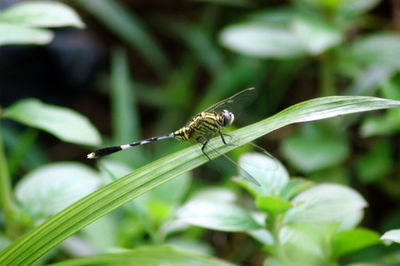 Close-up of grasshopper on leaf