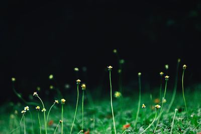 Plants growing on field