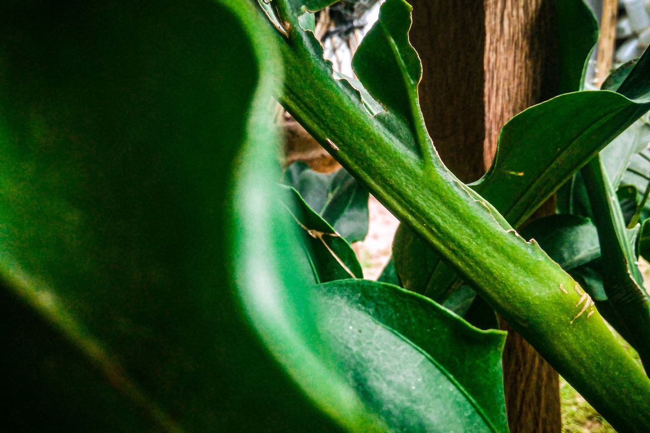 CLOSE-UP OF FRESH GREEN LEAF ON PLANT