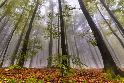 Trees in forest