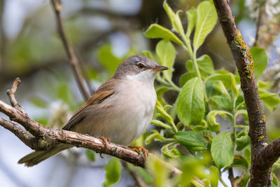 White throat sitting in a bush and looking for insects