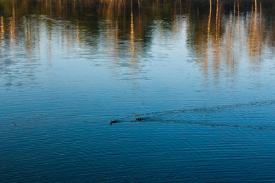 High angle view of swimming in lake
