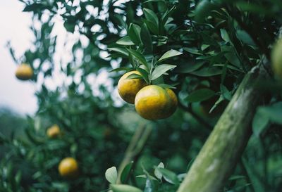 Close-up of fruits on tree