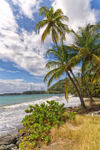 Palm trees on beach against sky