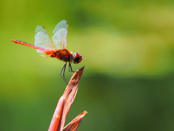 Close-up of insect on plant