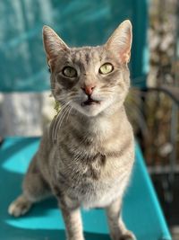 Close-up portrait of cat looking at camera