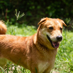 Close-up of dog on field