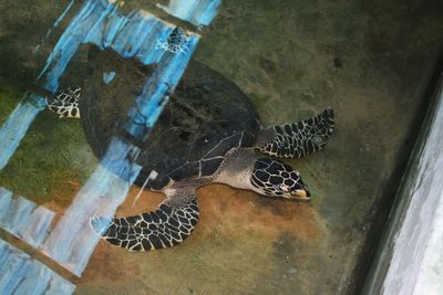 High angle view of turtle swimming in pond at zoo