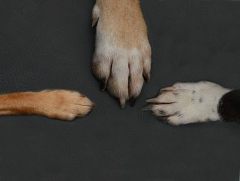 Close-up of a sleeping dog