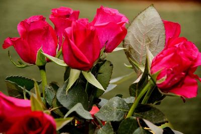 Close-up of red rose plant