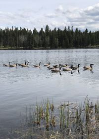 Ducks by lake against sky