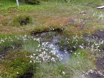 Plants growing in park