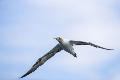 Low angle view of gannet flying against sky