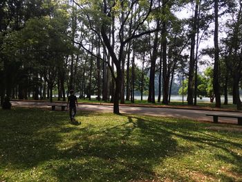 View of trees in park