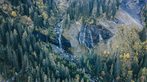 High angle view of pine trees in forest