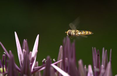 Close-up of insect on purple flower