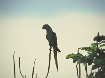 Low angle view of bird perching against clear sky