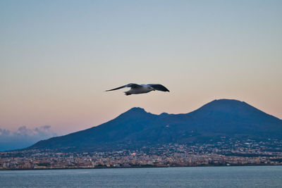 Seagull flying over sea against sky