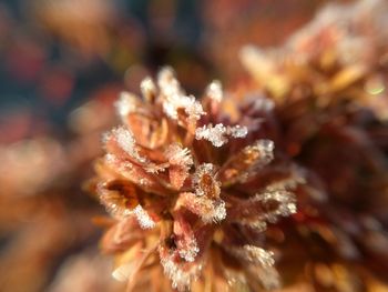 Close-up of frozen plant