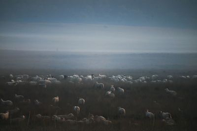 Scenic view of field of sheep against sky
