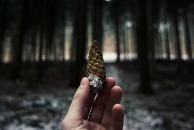 Cropped hand holding pine cone in forest during winter