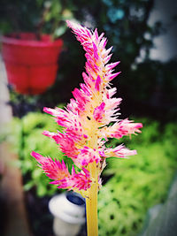 Close-up of pink flower against blurred background