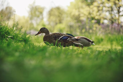Side view of mallard ducks on grassy field