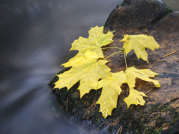 Close-up of yellow maple leaf