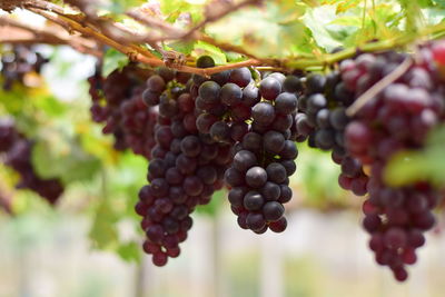 Close-up of grapes growing in vineyard