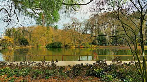 Reflection of trees in lake