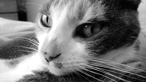 Close-up portrait of cat