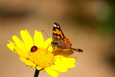 Butterfly perching on yellow flower