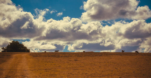 Panoramic view of field against sky