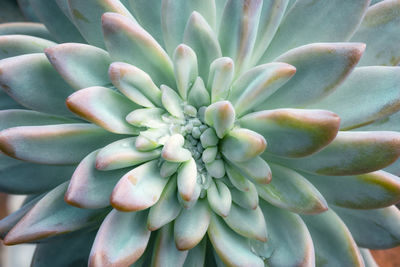 Close-up of succulent plant