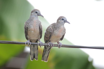 Close-up of birds perching on metal