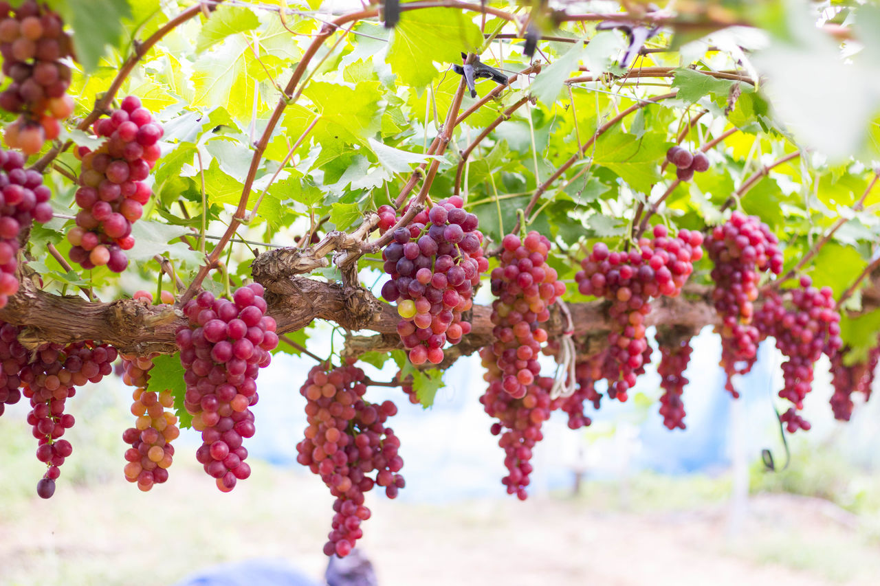 CLOSE-UP OF BERRIES ON TREE