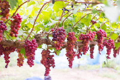 Close-up of berries growing on tree