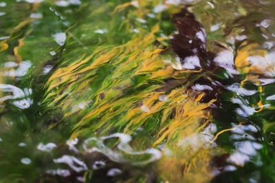 Full frame shot of leaves in water