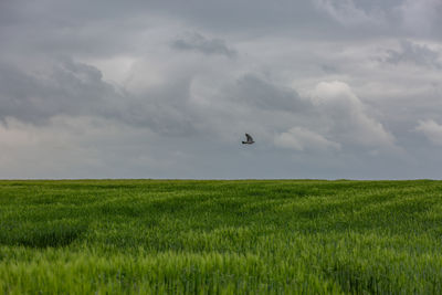 Scenic view of grassy field against sky