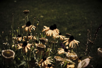 Close-up of yellow flowers blooming in field