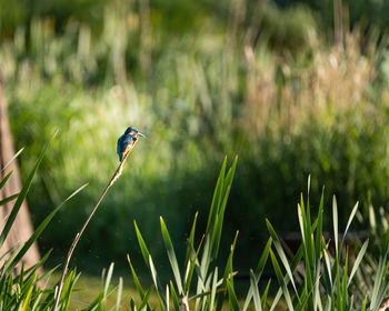 Bird flying in a field