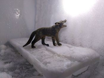 Lizard on snow covered landscape