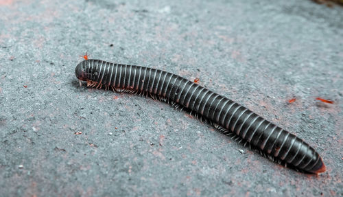 High angle view of grasshopper