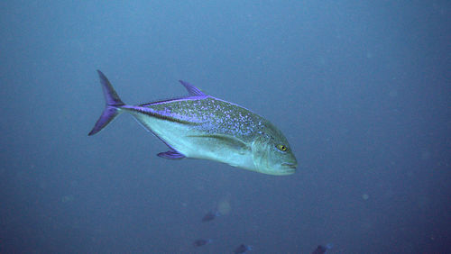 Close-up of fish swimming in sea