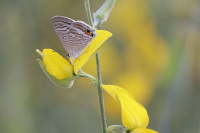 Close-up of butterfly pollinating on yellow flower