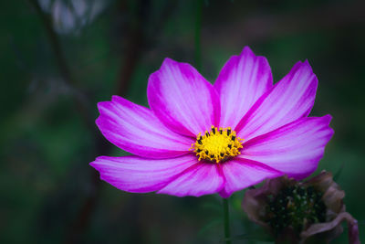 Close-up of pink flower blooming outdoors