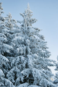 Snow covered pine tree against sky