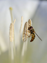 Close-up of bee